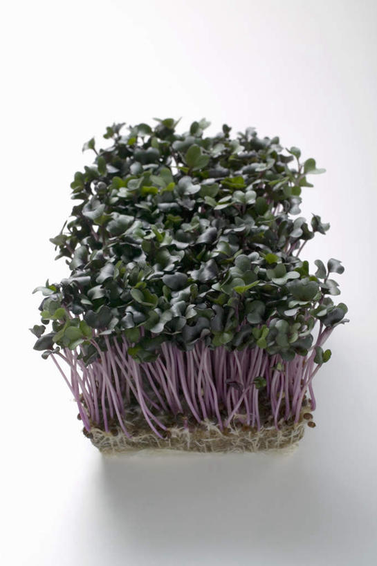 无人,竖图,俯视,室内,特写,白天,白色背景,餐桌,桌子,芹菜,蔬菜,叶子,许多,阴影,新鲜,反射,影子,食品,绿叶,很多,食物,嫩叶,摄影,有机食品,绿色食品,影棚,餐台,根芹菜,根洋芹,球根塘蒿,叶,叶片,药芹,水芹,旱芹,彩图,高角度拍摄,影棚拍摄,拍摄