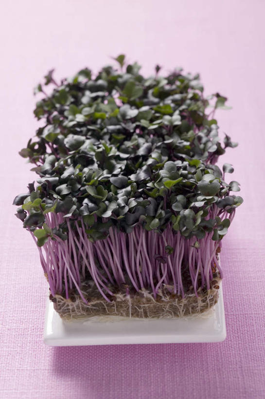 无人,竖图,俯视,室内,特写,白天,餐桌,桌子,芹菜,蔬菜,叶子,许多,阴影,紫色背景,新鲜,反射,影子,食品,绿叶,很多,食物,嫩叶,摄影,有机食品,绿色食品,影棚,餐台,根芹菜,根洋芹,球根塘蒿,叶,叶片,药芹,水芹,旱芹,彩图,高角度拍摄,影棚拍摄,拍摄