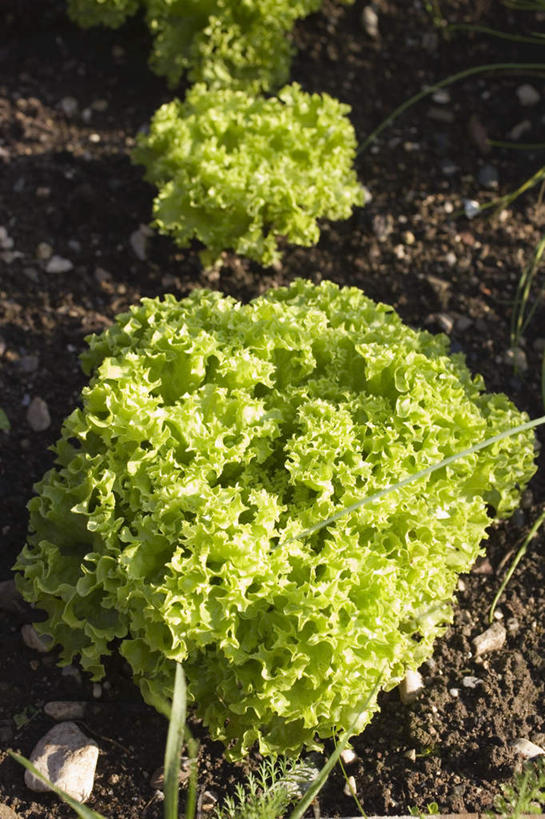 无人,农田,竖图,俯视,室外,特写,白天,庄稼,农作物,蔬菜,叶子,阴影,朦胧,模糊,新鲜,反射,影子,生菜,莴苣,食品,绿叶,食物,绿色,嫩叶,有机食品,绿色食品,春菜,鹅仔菜,莴仔菜,千金菜,叶用莴苣,叶,叶片,彩图,高角度拍摄,耕地,庄稼田
