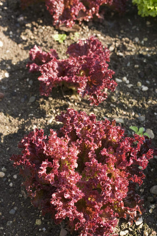 无人,农田,竖图,俯视,室外,特写,白天,庄稼,农作物,蔬菜,叶子,阴影,朦胧,模糊,新鲜,光线,影子,生菜,莴苣,食品,绿叶,食物,紫色,阳光,嫩叶,有机食品,绿色食品,春菜,鹅仔菜,莴仔菜,千金菜,叶用莴苣,叶,叶片,彩图,高角度拍摄,耕地,庄稼田
