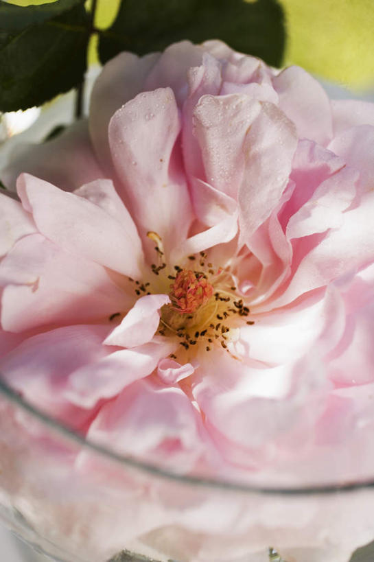 无人,竖图,俯视,室外,特写,白天,爱情,幸福,纯洁,热情,玫瑰,阴影,朦胧,模糊,盛开,反射,影子,陶瓷,玫瑰花,陶瓷制品,浪漫,花蕾,花,花瓣,花朵,鲜花,一个,粉色,容器,碗,花苞,花蕊,温暖,温馨,恩爱,单个,储藏,和睦,储存,感动,尊敬,天真,刺玫花,徘徊花,彩图,高角度拍摄,融洽,贮存