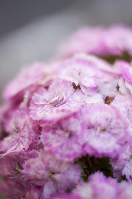 无人,竖图,俯视,室内,特写,白天,热情,康乃馨,阴影,朦胧,模糊,盛开,反射,影子,祝福,花蕾,花,花瓣,花朵,鲜花,粉色,花苞,花蕊,母爱,清纯,摄影,影棚,亲情,思念,宽容,热恋,真挚,热心,麝香石竹,石竹,香石竹,彩图,高角度拍摄,影棚拍摄,拍摄,魅力