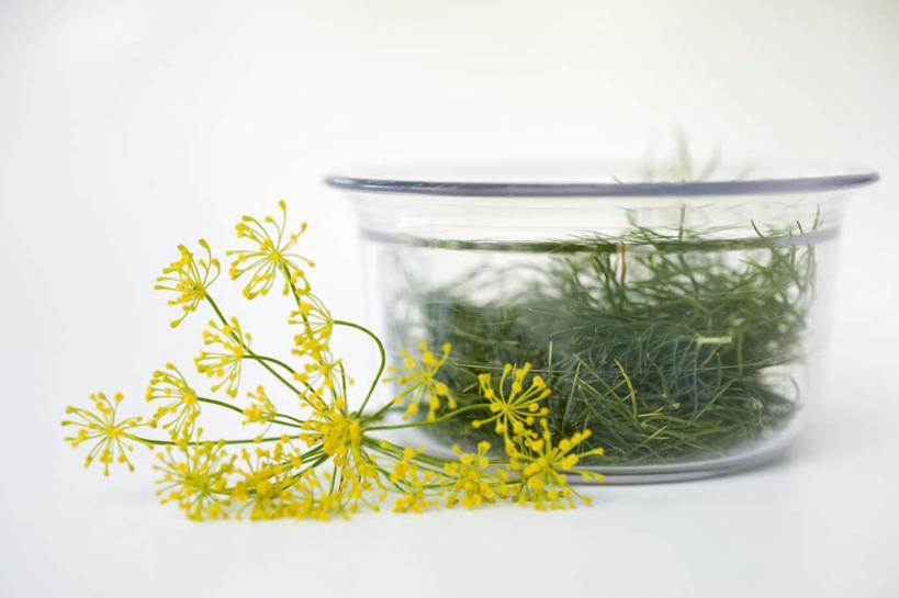 无人,横图,室内,特写,白天,白色背景,正面,植物,桌面,桌子,玻璃,阴影,朦胧,模糊,盛开,反射,木制,影子,草药,药草,花蕾,中药,玻璃制品,花,花瓣,花朵,鲜花,一个,黄色,木制品,容器,碗,花苞,花蕊,摄影,影棚,单个,储藏,储存,药材,中草药,莳萝,中药材,本草,洋茴香,土茴香,彩图,影棚拍摄,拍摄,贮存