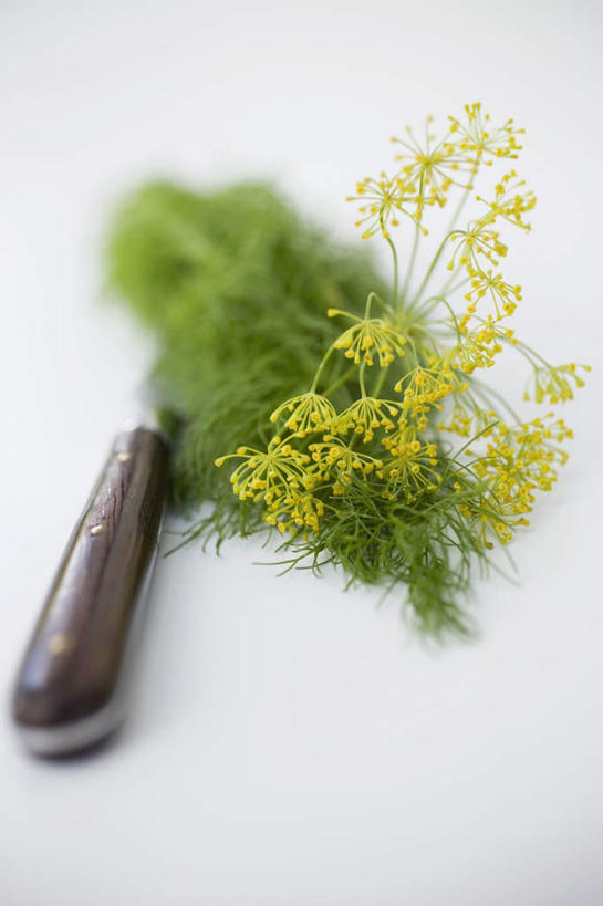 无人,竖图,俯视,室内,特写,白天,白色背景,植物,桌面,桌子,餐具,一把,阴影,朦胧,模糊,盛开,反射,木制,工具,影子,草药,药草,案板,刀具,花蕾,中药,砧板,花,花瓣,花朵,鲜花,一个,黄色,木制品,刀,花苞,花蕊,摄影,影棚,单个,餐刀,药材,中草药,莳萝,中药材,本草,洋茴香,土茴香,彩图,高角度拍摄,影棚拍摄,拍摄