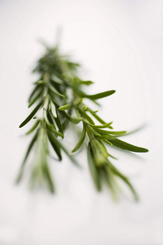 无人,竖图,俯视,室内,特写,白天,白色背景,桌面,桌子,叶子,阴影,朦胧,模糊,反射,木制,影子,调味,香料,佐料,绿叶,绿色,木制品,嫩叶,摄影,影棚,迷迭香,配料,海洋之露,作料,叶,叶片,彩图,高角度拍摄,影棚拍摄,拍摄