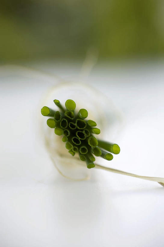 无人,竖图,俯视,室内,特写,白天,白色背景,植物,桌面,桌子,蔬菜,阴影,朦胧,模糊,新鲜,反射,木制,影子,葱,调味,香料,佐料,食品,草药,药草,中药,食物,绿色,自然,木制品,绳子,摄影,有机食品,绿色食品,影棚,生长,成长,捆绑,绳索,细香葱,香葱,配料,药材,中草药,中药材,本草,作料,绑缚,彩图,高角度拍摄,影棚拍摄,拍摄