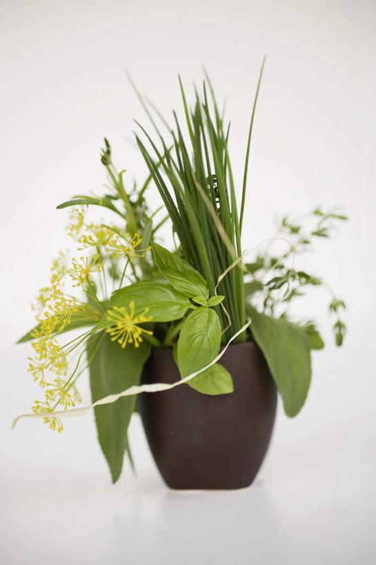 无人,家庭,竖图,室内,特写,白天,白色背景,正面,智慧,植物,桌面,桌子,叶子,阴影,芳香,反射,木制,盆栽,影子,葱,调味,香料,佐料,薄荷,绿叶,草药,药草,银丹草,盆景,中药,绿色,自然,木制品,香草,嫩叶,摄影,影棚,生长,成长,吉祥,百里香,麝香草,鼠尾草,细香葱,香葱,配料,药材,中草药,莳萝,中药材,本草,如意,勇气,作料,洋茴香,土茴香,勇敢,理性,地椒,自尊,不屈,斑叶凤梨薄荷,夜息香,平安,叶,叶片,彩图,影棚拍摄,拍摄