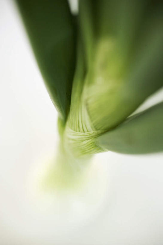 无人,竖图,俯视,室内,特写,白天,白色背景,餐桌,桌子,蔬菜,洋葱,叶子,阴影,朦胧,模糊,新鲜,反射,影子,调味,香料,佐料,食品,绿叶,食物,嫩叶,摄影,有机食品,绿色食品,影棚,餐台,配料,玉葱,作料,叶,叶片,圆葱,洋葱头,球葱,葱头,彩图,高角度拍摄,影棚拍摄,拍摄