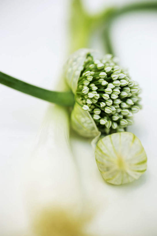 无人,竖图,俯视,室内,特写,白天,白色背景,植物,餐桌,桌子,蔬菜,洋葱,阴影,朦胧,模糊,新鲜,反射,影子,葱,调味,香料,佐料,食品,草药,药草,中药,食物,绿色,自然,摄影,有机食品,绿色食品,影棚,生长,成长,餐台,细香葱,香葱,配料,玉葱,药材,中草药,中药材,本草,作料,圆葱,洋葱头,球葱,葱头,彩图,高角度拍摄,影棚拍摄,拍摄