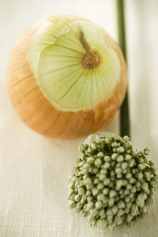 无人,竖图,俯视,室内,特写,白天,白色背景,植物,餐桌,桌子,蔬菜,洋葱,阴影,朦胧,模糊,新鲜,反射,影子,葱,调味,香料,佐料,食品,草药,药草,中药,食物,两个,绿色,自然,摄影,有机食品,绿色食品,影棚,生长,成长,餐台,细香葱,香葱,配料,玉葱,药材,中草药,中药材,本草,作料,圆葱,洋葱头,球葱,葱头,彩图,高角度拍摄,影棚拍摄,拍摄