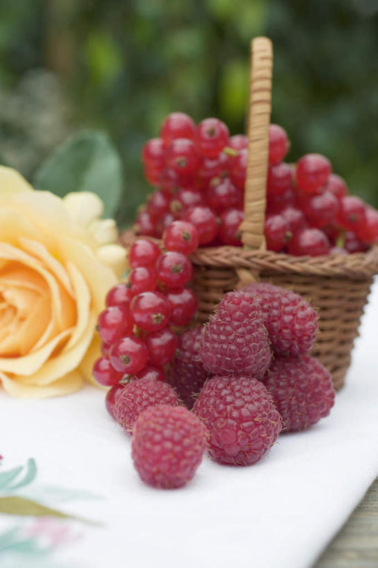 无人,交叉,竖图,室外,特写,白天,正面,爱情,幸福,纯洁,热情,植物,餐桌,桌子,玫瑰,竹子,浆果,水果,一堆,许多,阴影,堆叠,堆积,竹制,朦胧,模糊,新鲜,盛开,编织,反射,布料,篮子,影子,灯笼果,桑葚,生食,食品,果实,玫瑰花,浪漫,花蕾,布纹,桌布,花,花瓣,花朵,鲜花,树,树木,食物,一朵,一个,红色,绿色,自然,餐巾,竹篮,台布,花苞,花蕊,覆盆子,温暖,温馨,恩爱,有机食品,绿色食品,生长,单个,成长,餐台,竹条,堆,交织,和睦,竹制品,感动,红醋栗,尊敬,穿插,天真,刺玫花,徘徊花,醋栗,彩图,融洽