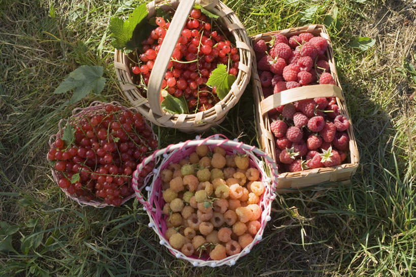 无人,交叉,横图,俯视,室外,特写,白天,草地,草坪,美景,植物,竹子,浆果,水果,一堆,许多,阴影,堆叠,堆积,竹制,丰富,丰收,新鲜,编织,光线,篮子,影子,景观,灯笼果,桑葚,生食,食品,果实,丰盛,草,食物,绿色,阳光,自然,竹篮,覆盆子,景色,有机食品,绿色食品,竹条,堆,交织,竹制品,自然风光,红醋栗,穿插,丰登,丰硕,醋栗,彩图,高角度拍摄
