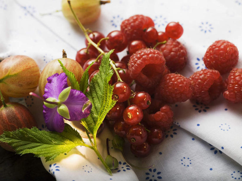 无人,横图,俯视,室内,特写,白天,餐桌,桌子,浆果,水果,叶子,一堆,许多,阴影,堆叠,堆积,新鲜,装饰,盛开,反射,影子,灯笼果,生食,食品,果实,绿叶,很多,花蕾,花,花瓣,花朵,鲜花,食物,红色,花苞,花蕊,嫩叶,有机食品,绿色食品,餐台,堆,华丽,修饰,点缀,山莓,树莓,红醋栗,三月泡,四月泡,山抛子,刺葫芦,悬钩子,馒头菠,高脚菠,龙船泡,泡儿刺,衬托,美观,雅致,雅观,叶,叶片,醋栗,彩图,高角度拍摄