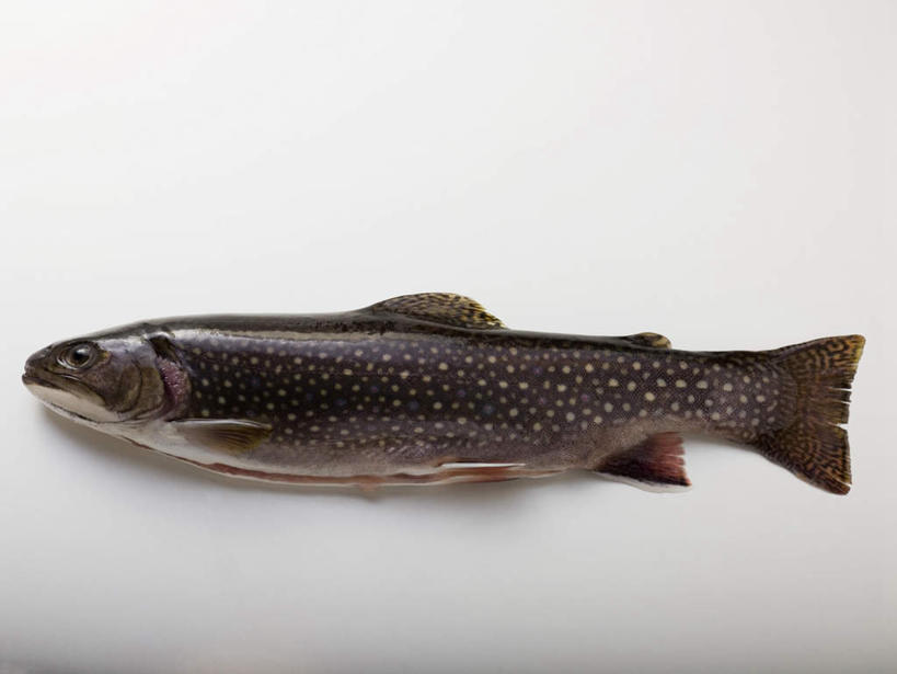 海鲜,无人,横图,俯视,室内,特写,白天,白色背景,餐桌,桌子,鳟鱼,一条,阴影,反射,鱼,影子,水产,鱼类,海洋生物,摄影,影棚,餐台,水生动物,海产品,水生物,海底动物,鮅,赤眼鱼,红目鳟,红眼棒,野草鱼,彩图,高角度拍摄,全身,影棚拍摄,拍摄