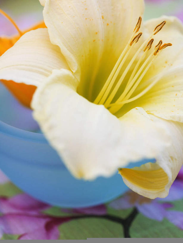 无人,竖图,俯视,室外,特写,白天,餐桌,桌子,杜鹃花,阴影,朦胧,模糊,盛开,反射,影子,陶瓷,杜鹃,陶瓷制品,花蕾,花,花瓣,花朵,鲜花,一个,容器,碗,花苞,花蕊,单个,餐台,储藏,喜悦,储存,克制,红杜鹃,满山红,清明花,清时,山踯躅,红踯躅,节制,欣喜,山石榴,映山红,彩图,高角度拍摄,贮存