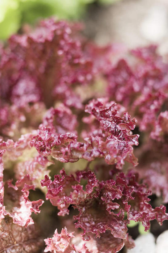 无人,竖图,俯视,室外,特写,白天,蔬菜,椰菜,卷心菜,阴影,朦胧,模糊,新鲜,反射,影子,紫甘蓝,食品,紫包菜,食物,紫色,赤甘蓝,甘蓝,有机食品,绿色食品,紫椰菜,紫圆白菜,结球甘蓝,红甘蓝,甘兰,包心菜,彩图,高角度拍摄