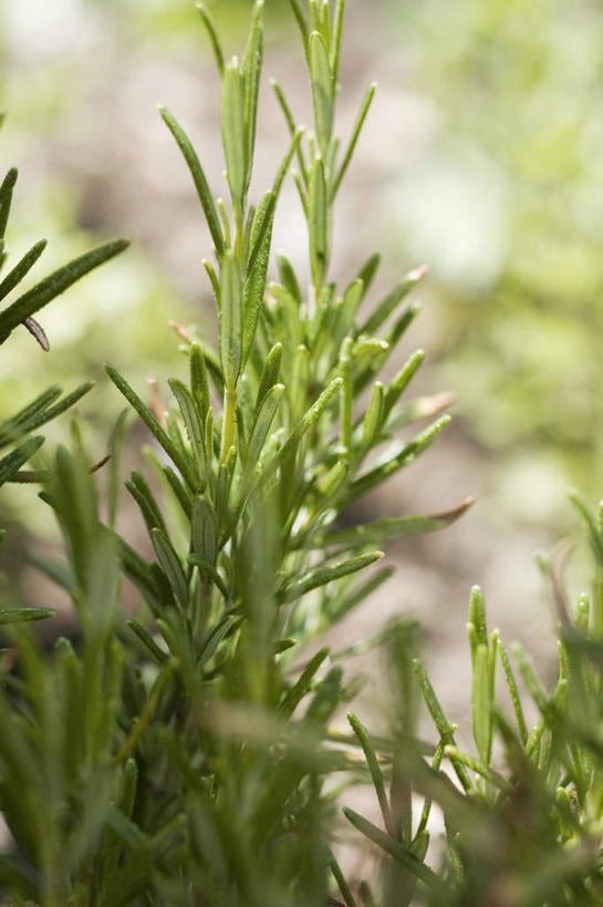 无人,竖图,俯视,室外,特写,白天,植物,叶子,阴影,朦胧,模糊,反射,影子,绿叶,草药,药草,中药,嫩叶,迷迭香,药材,中草药,中药材,本草,海洋之露,叶,叶片,彩图,高角度拍摄