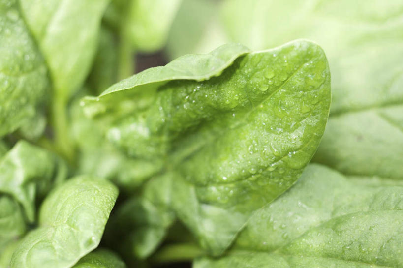 无人,横图,俯视,室外,特写,白天,菠菜,蔬菜,叶子,阴影,朦胧,模糊,新鲜,反射,影子,食品,绿叶,食物,嫩叶,有机食品,绿色食品,叶,叶片,鹦鹉菜,鼠根菜,角菜,红嘴绿鹦哥,赤根菜,菠薐菜,波斯草,彩图,高角度拍摄