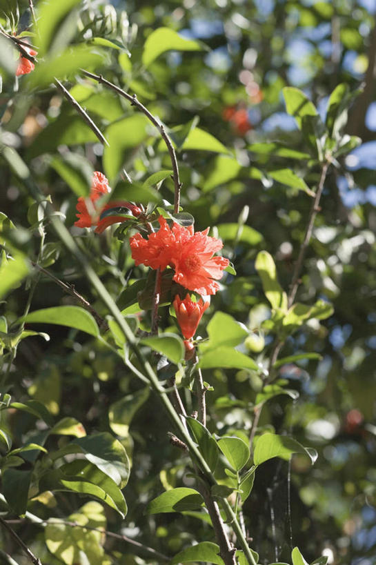 无人,竖图,室外,特写,白天,仰视,植物,阴影,朦胧,模糊,盛开,光线,影子,木槿,木槿花,美丽,花蕾,花,花瓣,花朵,鲜花,树,树木,蓝色,绿色,蓝天,天空,阳光,自然,天,花苞,花蕊,生长,晴朗,成长,坚韧,万里无云,永恒,质朴,无穷花,晴空,晴空万里,彩图,低角度拍摄