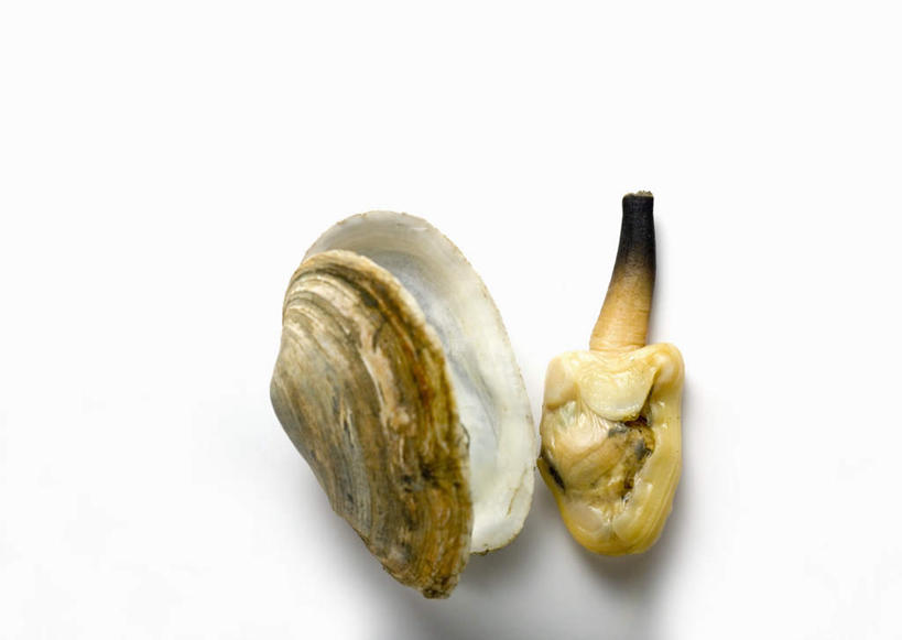 海鲜,无人,横图,俯视,室内,特写,白天,白色背景,桌面,桌子,阴影,反射,木制,影子,牡蛎,水产,海洋生物,一个,木制品,摄影,影棚,单个,生蚝,水生动物,海产品,水生物,海底动物,彩图,高角度拍摄,影棚拍摄,拍摄