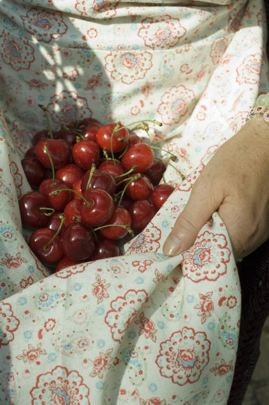 西方人,儿童,手,一个人,坐,竖图,俯视,室外,特写,白天,纯洁,樱桃,水果,欧洲,欧洲人,双手,仅一个女性,仅一个人,一堆,许多,握,阴影,堆叠,堆积,花纹,服装,朦胧,模糊,新鲜,反射,围裙,影子,生食,食品,果实,休闲装,食物,小孩,衣服,仅一个小孩,休闲,手部,休闲服,可爱,童年,童趣,握着,服饰,有机食品,绿色食品,堆,童真,烂漫,无邪,天真,女孩,女人,女性,白种人,孩子,樱珠,莺桃,英桃,楔桃,牛桃,荆桃,坐着,半身,彩图,高角度拍摄,女生
