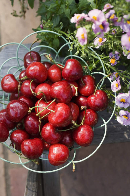 无人,交叉,竖图,俯视,室外,特写,白天,桌面,桌子,樱桃,水果,金属制品,一堆,许多,阴影,堆叠,堆积,朦胧,模糊,新鲜,盛开,编织,光线,金属,木制,篮子,影子,生食,食品,果实,花蕾,花,花瓣,花朵,鲜花,食物,阳光,木制品,花苞,花蕊,有机食品,绿色食品,堆,交织,穿插,樱珠,莺桃,英桃,楔桃,牛桃,荆桃,彩图,高角度拍摄