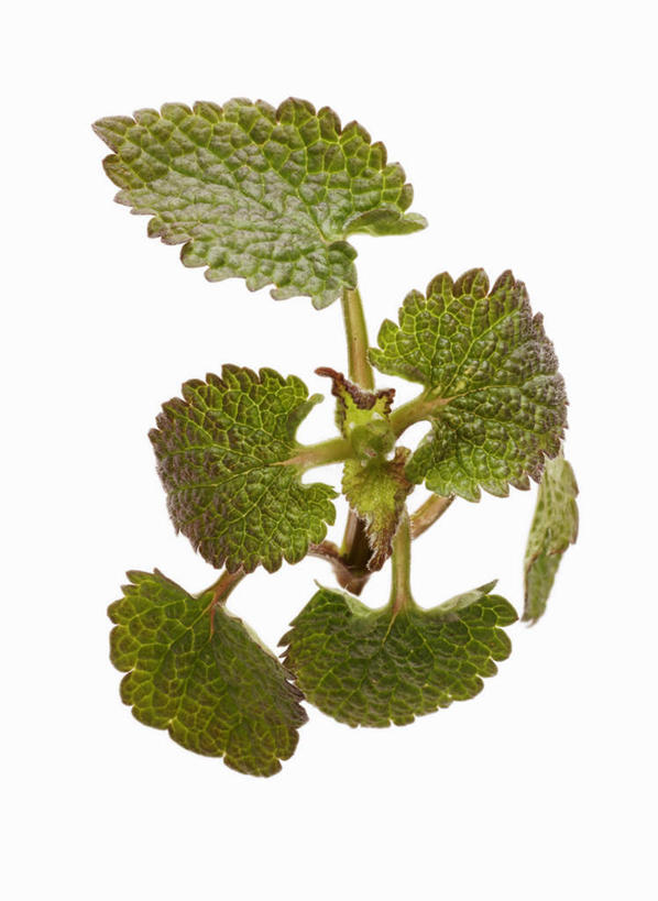 无人,竖图,俯视,室内,特写,白天,植物,叶子,阴影,反射,影子,绿叶,草药,药草,中药,嫩叶,摄影,影棚,药材,中草药,中药材,本草,刺荨麻,叶,叶片,彩图,高角度拍摄,影棚拍摄,拍摄