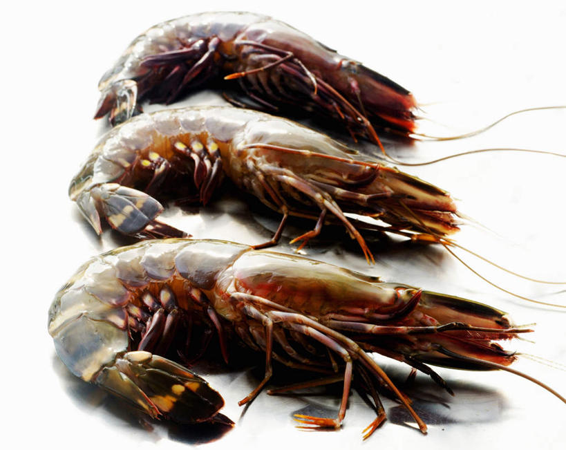 海鲜,龙虾,无人,横图,俯视,室内,特写,白天,白色背景,三只,一排,整齐,水产,海洋生物,排列,摄影,影棚,死亡,队列,水生动物,海产品,水生物,海底动物,殒命,灭亡,彩图,高角度拍摄,影棚拍摄,拍摄
