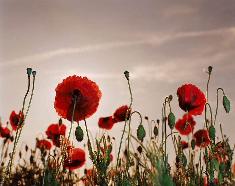 无人,横图,室外,白天,仰视,旅游,度假,花海,花圃,美景,日落,植物,罂粟,叶子,阴影,盛开,光线,影子,景观,晚霞,霞光,落日,草药,花蕾,娱乐,中药,花,花瓣,花朵,花卉,鲜花,绿色,阳光,自然,黄昏,花丛,花束,花田,花苞,花蕊,享受,休闲,景色,彩霞,放松,毒品,自然风光,药材,中草药,中药材,本草,止痛,镇静,安眠,夕照,夕阳,罂粟花,彩图,低角度拍摄,斜阳