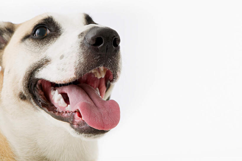 脸,头,脸颊,牙齿,无人,站,横图,室内,特写,白天,白色背景,正面,宠物,狗,锐利,吐舌头,一只,动物,站着,可爱,摄影,影棚,锋利,尖锐,尖利,忠诚,犀利,厉害,头部,齿,脸部,脸蛋,面部,牙,牙龈,犬,站立,半身,彩图,影棚拍摄,拍摄