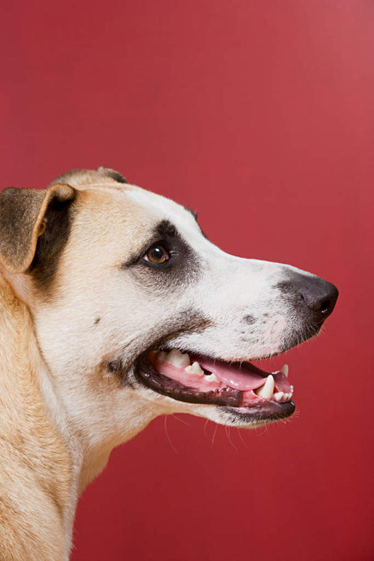 脸,头,脸颊,牙齿,无人,站,竖图,室内,特写,白天,侧面,宠物,狗,红色背景,锐利,一只,动物,站着,张嘴,可爱,摄影,影棚,锋利,尖锐,尖利,张大嘴巴,忠诚,犀利,厉害,头部,齿,脸部,脸蛋,面部,牙,牙龈,张开嘴,犬,站立,半身,彩图,影棚拍摄,拍摄