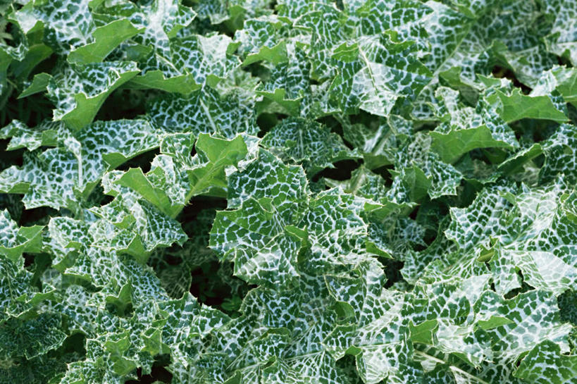 无人,横图,俯视,室外,白天,花海,花圃,美景,植物,叶子,朦胧,模糊,盛开,景观,草药,药草,花蕾,中药,花,花瓣,花朵,花卉,鲜花,绿色,自然,花丛,花束,花田,花苞,花蕊,景色,自然风光,药材,中草药,中药材,本草,水飞蓟,奶蓟,乳荆,彩图,高角度拍摄