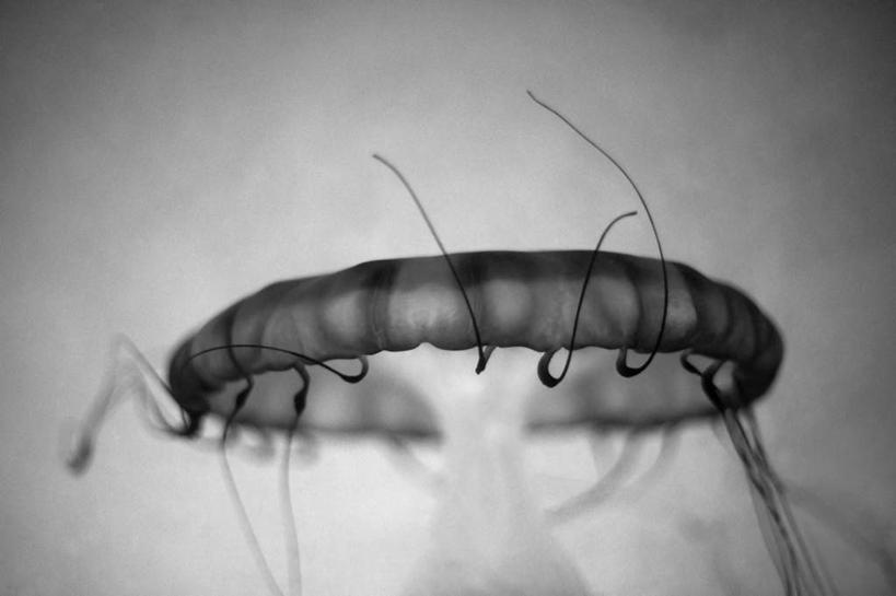 游泳,无人,横图,黑白,室外,特写,白天,正面,海浪,海洋,朦胧,模糊,浪花,美丽,注视,海洋生物,无脊椎动物,一只,海水,观察,看,观看,察看,关注,水生动物,浮游动物,水生物,凶猛,海景,海底动物,泅水,拍浮,大海,风浪,海,海水的波动,近岸浪,涌浪,水母,半身