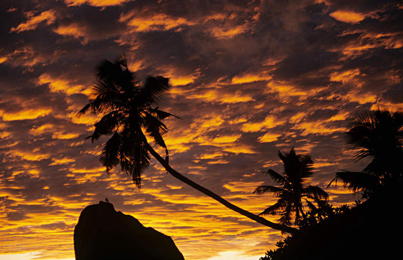 无人,横图,室外,白天,仰视,旅游,度假,美景,日落,山,山脉,植物,棕榈树,叶子,非洲,塞舌尔,景观,山峰,晚霞,霞光,落日,绿叶,山峦,背光,娱乐,树,树木,绿色,自然,黄昏,群山,享受,休闲,嫩叶,景色,彩霞,放松,生长,成长,自然风光,逆光,棕榈叶,塞舌尔共和国,阿非利加洲,东非,夕照,普拉斯林岛,叶,叶片,夕阳,彩图,低角度拍摄,斜阳