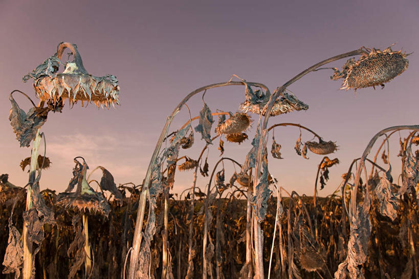 无人,横图,室内,白天,正面,爱情,旅游,度假,幸福,美景,日落,太阳,植物,向日葵,枯萎,景观,晚霞,霞光,落日,枯草,花蕾,娱乐,草,花,花瓣,花朵,鲜花,黄色,自然,黄昏,花苞,花蕊,享受,休闲,景色,彩霞,放松,死亡,自然风光,光辉,沉默,忠诚,勇敢,投缘,爱慕,夕照,枯败,高傲,朝阳花,葵花,望日莲,向阳花,转日莲,夕阳,彩图,斜阳