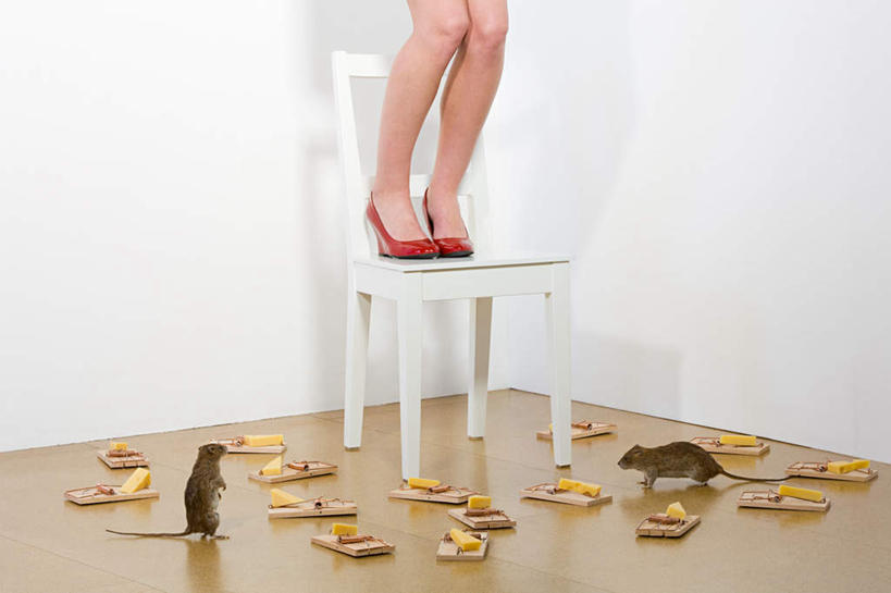 奶酪,西方人,腿部,腿,一个人,站,横图,室内,白天,正面,高跟鞋,时尚,野生动物,老鼠,鞋子,椅子,欧洲,欧洲人,仅一个年轻女性,仅一个女性,仅一个人,一把,一双,许多,细菌,木椅,墙,干酪,起司,芝士,营养,墙壁,墙面,白色,动物,站着,两只,乳酪,诱惑,捕鼠器,勾引,乳制品,时髦,毁灭,发酵,病菌,传染,四害,补鼠器,灭鼠器,时兴,歼灭,灭鼠,消灭,引诱,年轻女性,女人,女性,白种人,耗子,站立,半身,彩图,清除