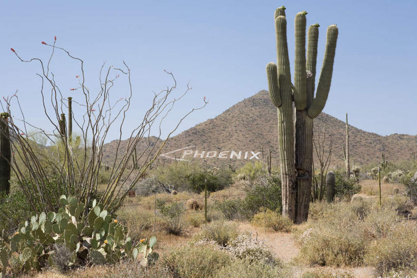 无人,横图,室外,白天,正面,旅游,度假,美景,山,山脉,植物,城市,仙人掌,美国,枯萎,火焰,景观,山峰,枯草,草药,山峦,娱乐,中药,草,黄色,蓝色,蓝天,天空,自然,群山,天,享受,休闲,景色,放松,晴朗,亚利桑那,北美,北美洲,自然风光,美洲,药材,中草药,亚利桑那州,中药材,本草,万里无云,大峡谷之州,牛舌头,北亚美利加洲,亚美利加洲,斯科茨代尔,晴空,晴空万里,玉芙蓉,仙巴掌,火掌,霸王树,彩图