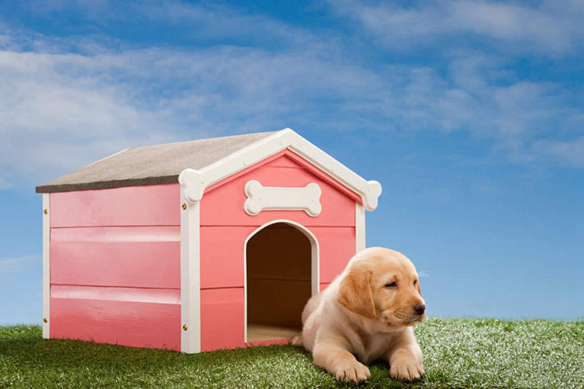 无人,家,横图,室内,白天,背景,正面,草地,草坪,植物,宠物,狗,房屋,屋子,云,云朵,拉布拉多,云彩,注视,拉布拉多猎犬,楼房,住宅,草,一只,蓝色,绿色,白云,蓝天,天空,动物,天,观察,看,趴着,可爱,摄影,影棚,晴朗,观看,察看,狗窝,关注,拉布拉多犬,忠诚,晴空,犬,趴,布景,彩图,全身,影棚拍摄,拍摄,房子