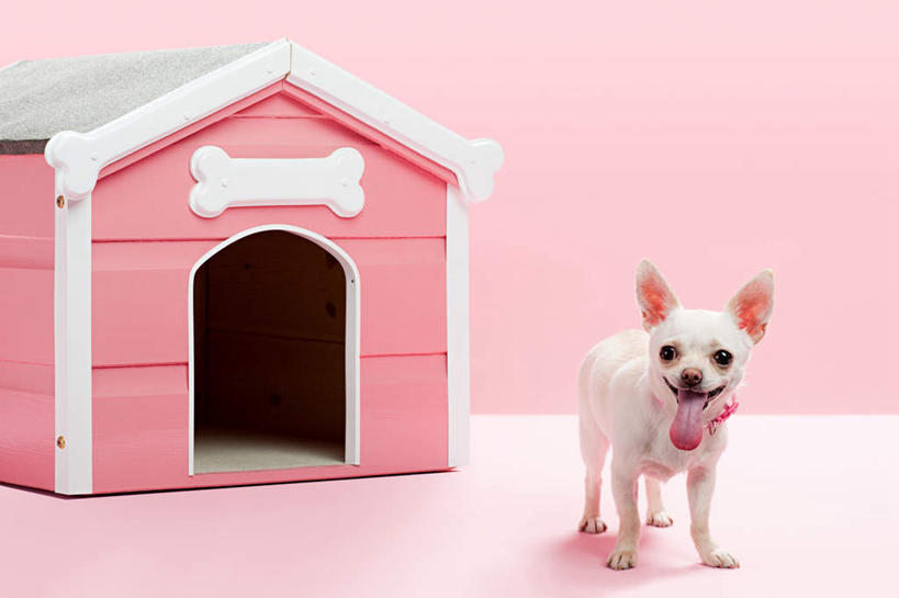 无人,家,站,横图,室内,白天,正面,宠物,狗,阴影,灰色背景,反射,影子,房屋,屋子,吉娃娃,注视,吐舌头,楼房,住宅,一只,动物,观察,看,站着,可爱,摄影,影棚,观看,察看,狗窝,关注,忠诚,芝娃娃,奇娃娃,吉娃娃犬,齐花花,舌头,犬,站立,彩图,全身,影棚拍摄,拍摄,房子