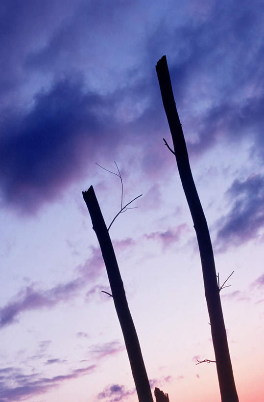 无人,竖图,室外,白天,仰视,旅游,度假,日出,美景,太阳,景观,树桩,朝霞,晨曦,黎明,娱乐,树,树干,两个,阳光,自然,享受,休闲,木桩,景色,放松,自然风光,朝阳,彩图,低角度拍摄,破晓