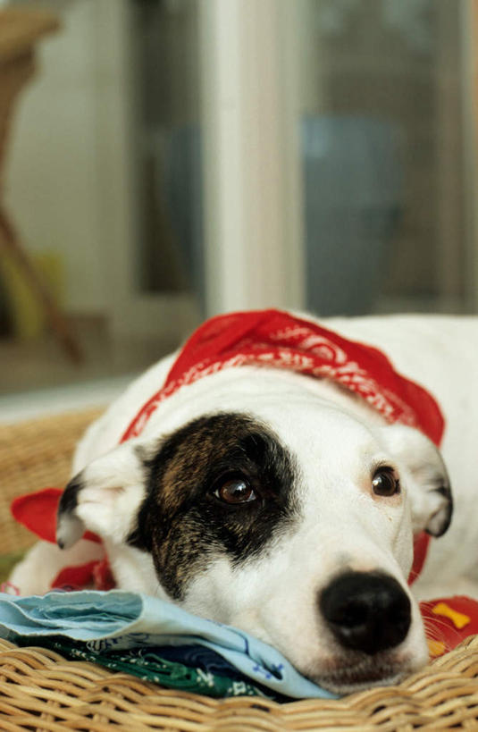 头,无人,竖图,室内,特写,白天,正面,窗户,靠垫,落地窗,宠物,狗,一条,朦胧,模糊,装饰,靠枕,梗犬,注视,领巾,玻璃窗,一只,红色,动物,围巾,垫子,枕头,观察,看,趴着,可爱,观看,华丽,修饰,点缀,察看,关注,忠诚,衬托,美观,雅致,雅观,牛头梗,头部,犬,趴,半身,彩图