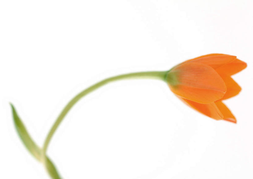 无人,横图,室内,特写,白天,白色背景,正面,叶子,盛开,绿叶,花蕾,花,花瓣,花朵,鲜花,一朵,花苞,花茎,花蕊,橙色,嫩叶,摄影,影棚,花梗,七瓣莲,叶,叶片,彩图,影棚拍摄,拍摄