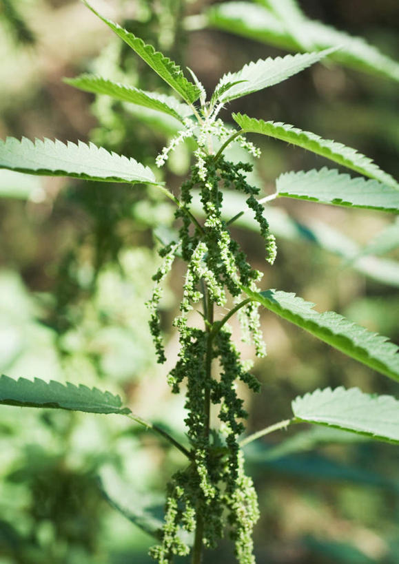 无人,竖图,室外,特写,白天,正面,旅游,度假,美景,植物,叶子,阴影,朦胧,模糊,光线,影子,景观,草药,药草,娱乐,中药,草,绿色,阳光,自然,享受,休闲,景色,放松,自然风光,药材,中草药,荨麻,中药材,本草,防盗草,无情草,咬人草,咬人猫,叶,叶片,彩图