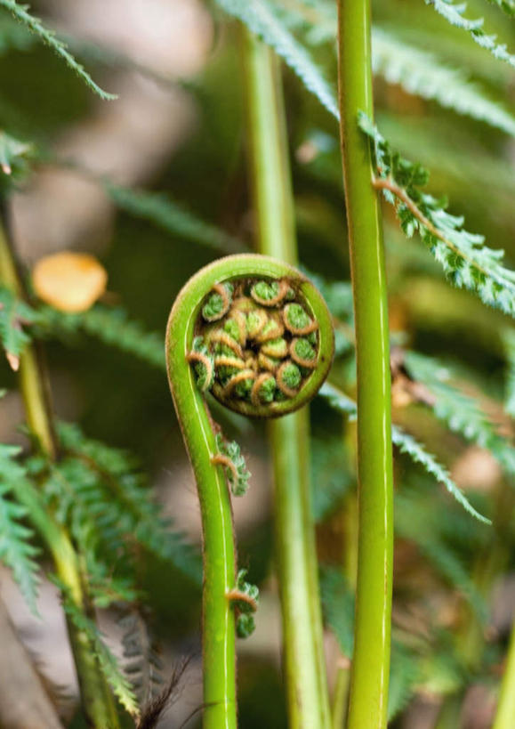 无人,竖图,室外,特写,白天,正面,美景,植物,叶子,许多,景观,茎,绿叶,蕨菜,绿色,自然,嫩叶,景色,自然风光,螺线,叶,叶片,彩图