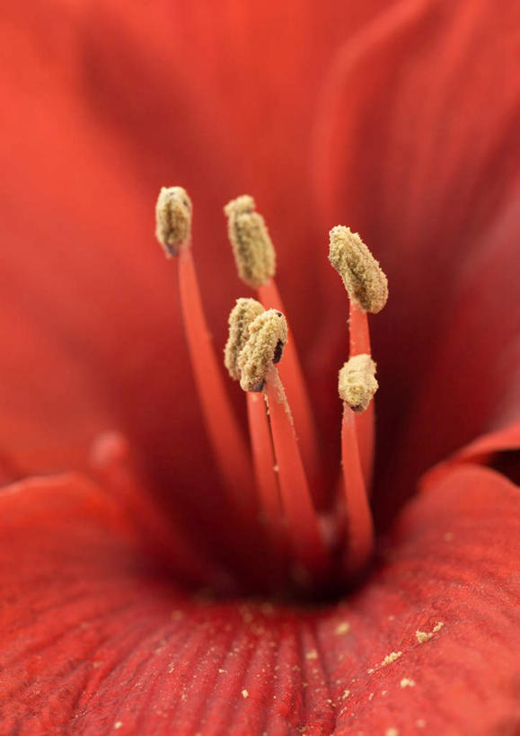 无人,竖图,俯视,室内,特写,白天,植物,盛开,朱顶红,花,花瓣,花朵,花卉,鲜花,一朵,红色,花蕊,摄影,影棚,百枝莲,柱顶红,朱顶兰,孤挺花,华胄兰,对红,彩图,高角度拍摄,影棚拍摄,拍摄