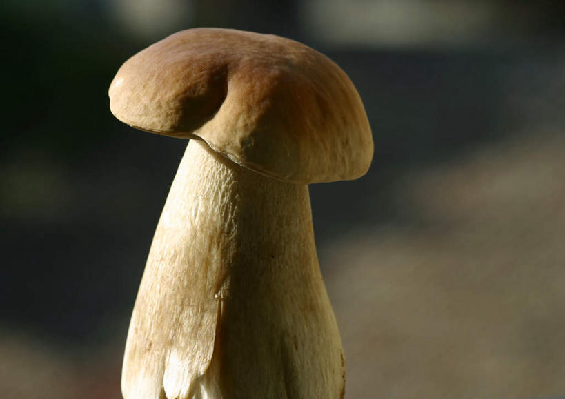 无人,横图,室外,白天,正面,蔬菜,阴影,朦胧,模糊,新鲜,光线,影子,菌菇,蘑菇,食品,菌类,食物,一个,阳光,食用菌,有机食品,绿色食品,单个,牛肝菌,彩图