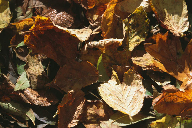 无人,横图,俯视,室外,白天,美景,叶子,一堆,许多,阴影,堆叠,堆积,光线,影子,景观,黄叶,枯叶,地面,阳光,自然,景色,堆,自然风光,叶,叶片,彩图,高角度拍摄