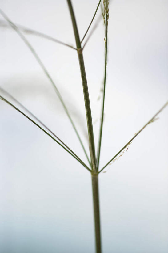 无人,竖图,室外,特写,白天,正面,植物,茎,枝,蓝色,蓝天,天空,天,分叉,晴朗,散开,万里无云,稀疏,晴空,晴空万里,彩图