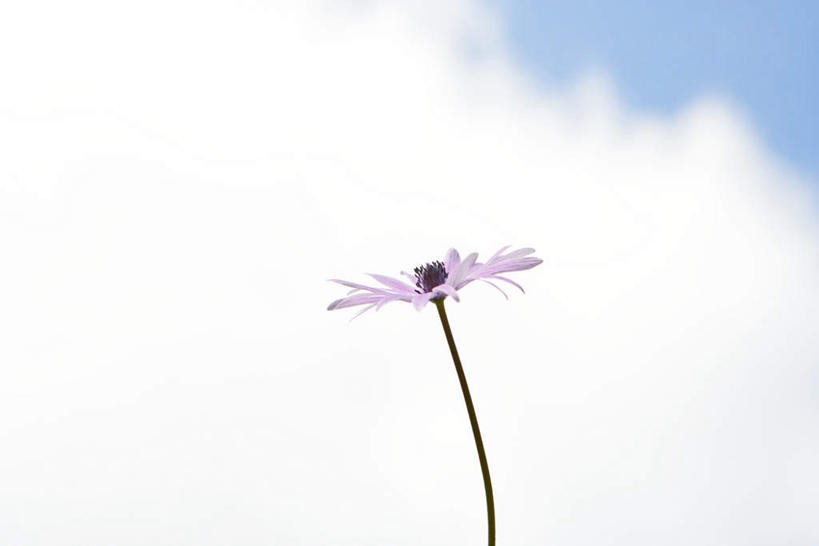 无人,横图,室外,特写,白天,仰视,花海,花圃,叶子,盛开,云,云朵,花蕾,云彩,花,花瓣,花朵,鲜花,一朵,蓝色,绿色,紫色,白云,蓝天,天空,花丛,花束,花田,天,花苞,花蕊,菊花,晴朗,晴空,彩图,低角度拍摄