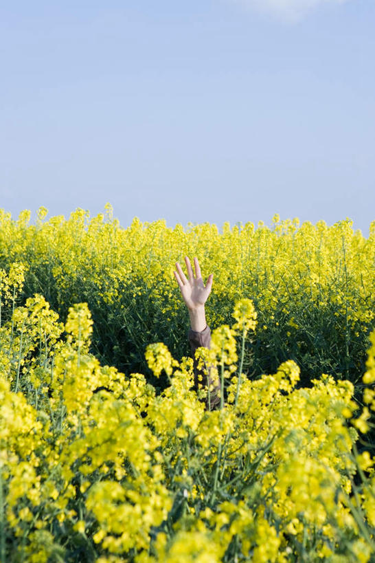 西方人,一个人,站,伸展双臂,竖图,室外,白天,正面,度假,花海,花圃,植物,欧洲,欧洲人,仅一个女性,仅一个人,许多,盛开,云,云朵,花蕾,云彩,娱乐,花,花瓣,花朵,花卉,鲜花,黄色,蓝色,绿色,白云,蓝天,天空,自然,花丛,花田,天,花苞,花蕊,油菜花,站着,享受,休闲,放松,仅一个老年女性,生长,成长,老年女性,女人,女性,白种人,敞开双臂,伸开双臂,展开双肩,站立,张开手臂,张开双臂,半身,彩图,芸苔,芸薹